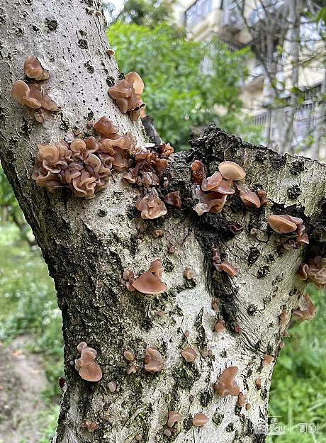 “被封控的日子，我在小区找到86种植物！”在它们身上我看到了生生不息→