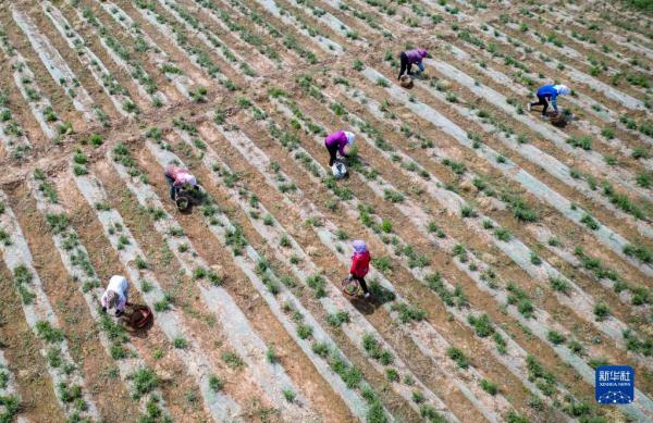 宁夏中宁:枸杞芽茶采摘忙 宁夏中宁:枸杞芽茶采摘忙