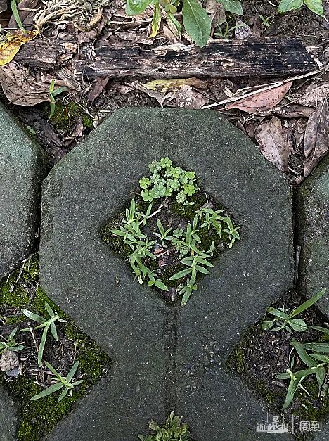 “被封控的日子，我在小区找到86种植物！”在它们身上我看到了生生不息→
