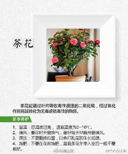 这8种植物帮你吸走烟气 这8种植物帮你吸走烟气