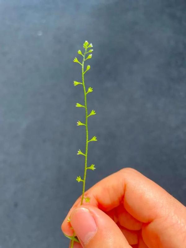 “被封控的日子，我在小区找到86种植物！”在它们身上我看到了生生不息→