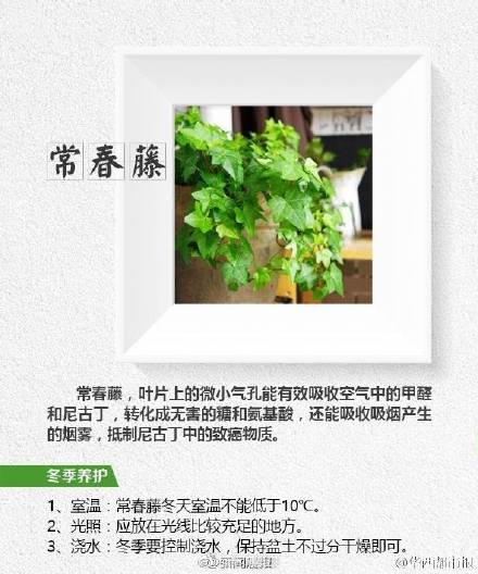 这8种植物帮你吸走烟气 这8种植物帮你吸走烟气