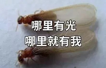 夜袭刘畊宏直播间！广州人被它“支配”的恐惧又来了