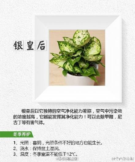 这8种植物帮你吸走烟气 这8种植物帮你吸走烟气