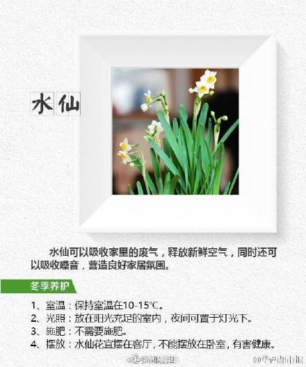 这8种植物帮你吸走烟气 这8种植物帮你吸走烟气