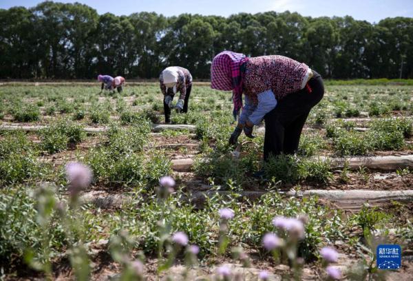宁夏中宁:枸杞芽茶采摘忙 宁夏中宁:枸杞芽茶采摘忙