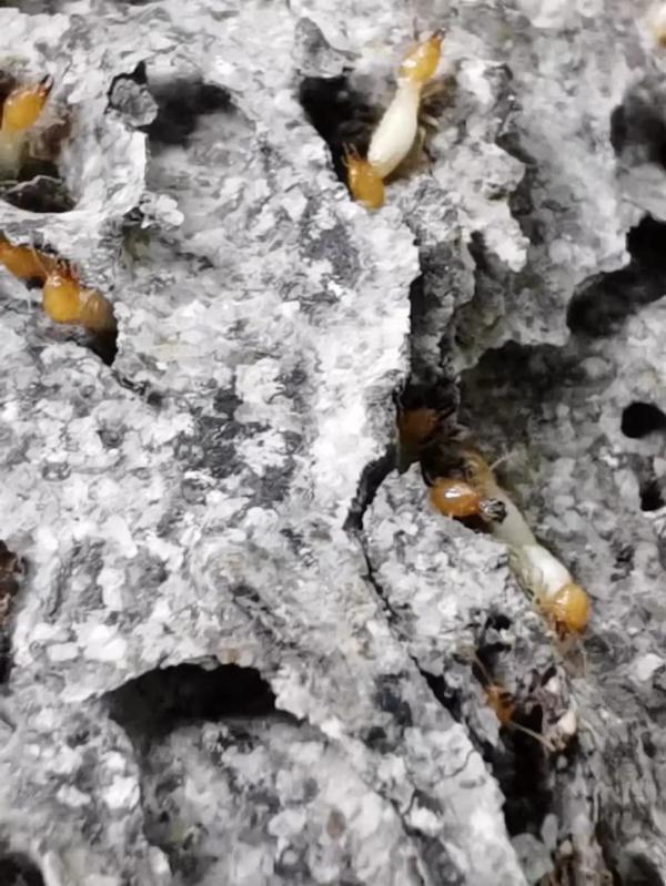 19楼都发现了!温州多户居民家中出现白蚁,千万小心处理 19楼都发现了!温州多户居民家中出现白蚁,千万小心处理