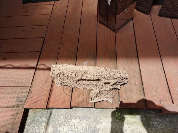 19楼都发现了!温州多户居民家中出现白蚁,千万小心处理 19楼都发现了!温州多户居民家中出现白蚁,千万小心处理