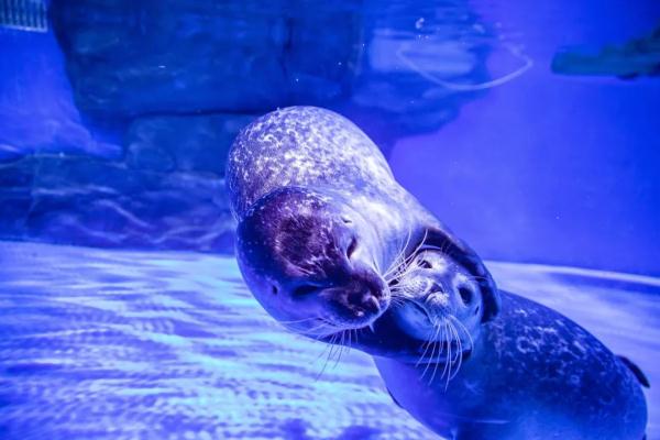 速约！海昌海洋公园免费开放8天，虎鲸宝宝征名