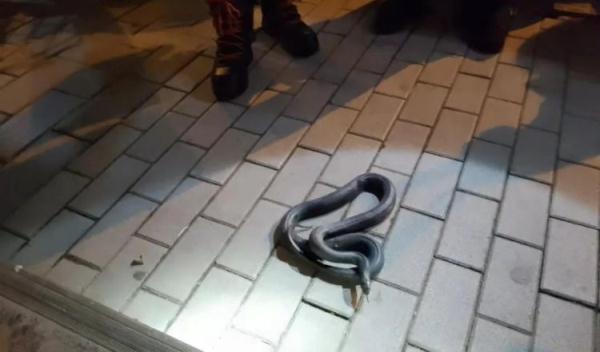 近期高发！西安已发生多起，如果遇到不要擅自处置，及时报警！