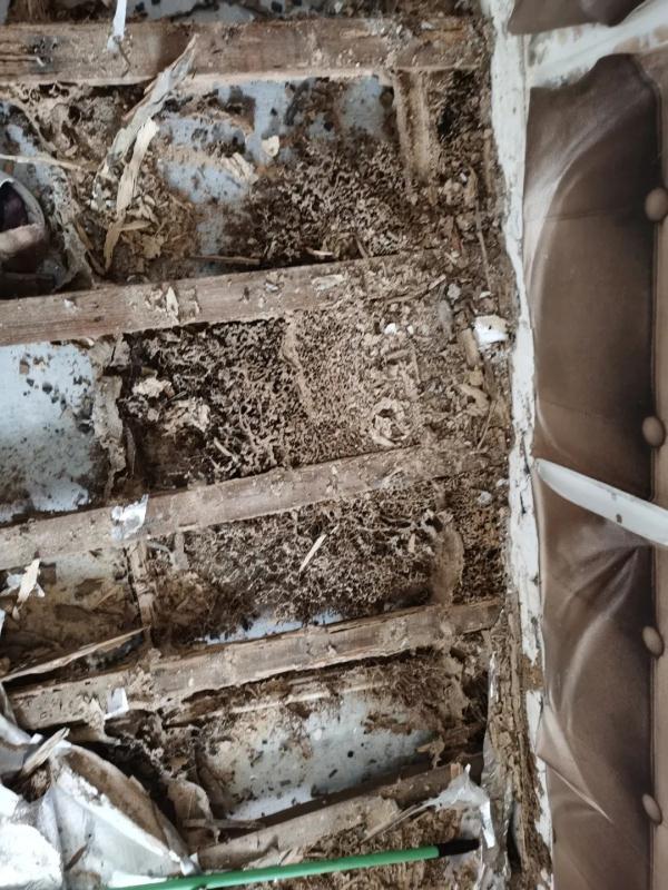 19楼都发现了!温州多户居民家中出现白蚁,千万小心处理 19楼都发现了!温州多户居民家中出现白蚁,千万小心处理