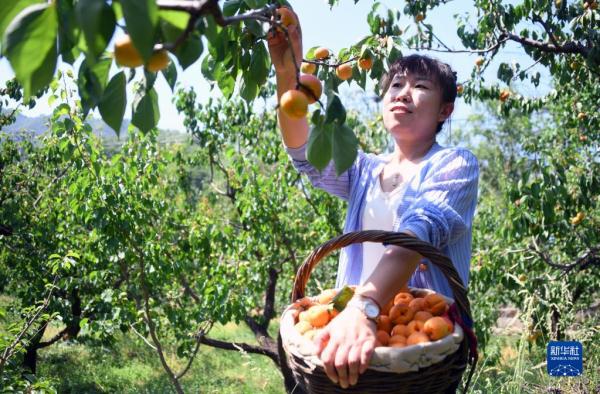 北京平谷：北寨红杏成熟采摘忙