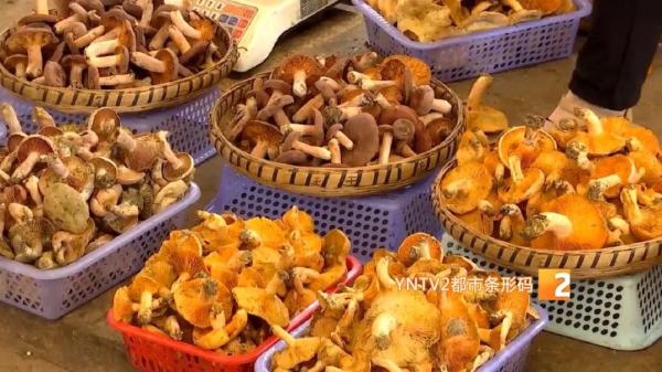 云南省疾控中心发布最新预警 云南省疾控中心发布最新预警