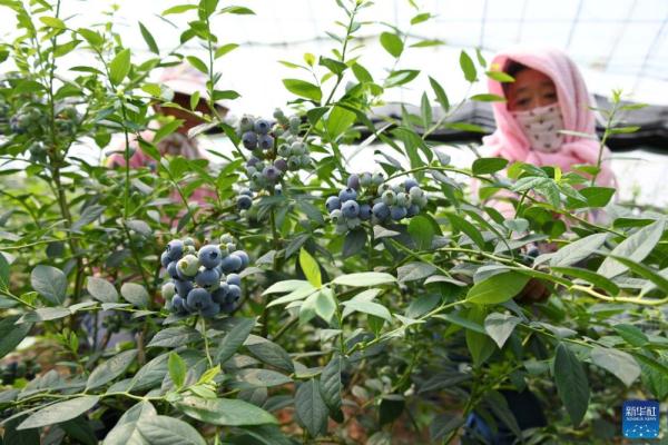 青岛：蓝莓产业方兴未艾 生态转型农民增收