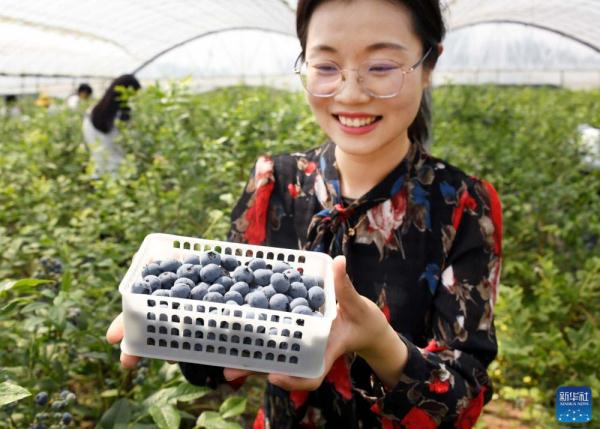青岛：蓝莓产业方兴未艾 生态转型农民增收
