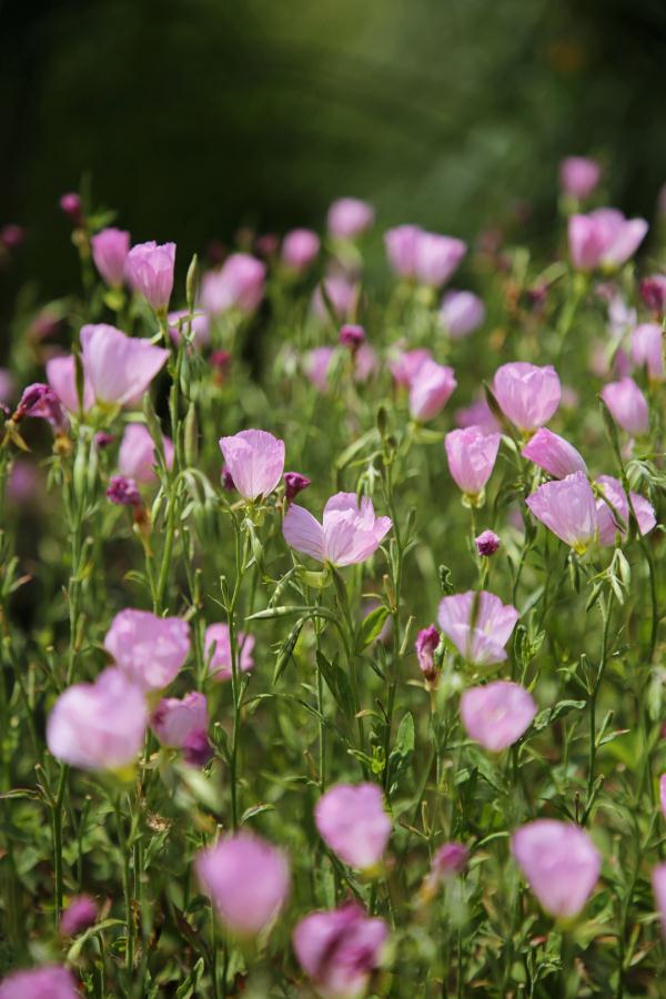 端午小长假,虽刚刚复工,但沪上这些公园已约满 端午小长假,虽刚刚复工,但沪上这些公园已约满