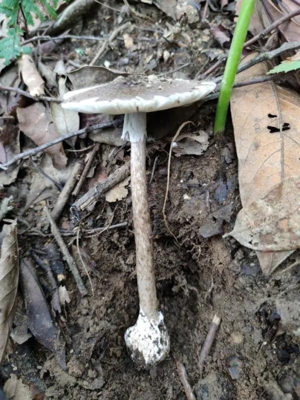 注意！云南这10个县被划为野生菌中毒高风险地区