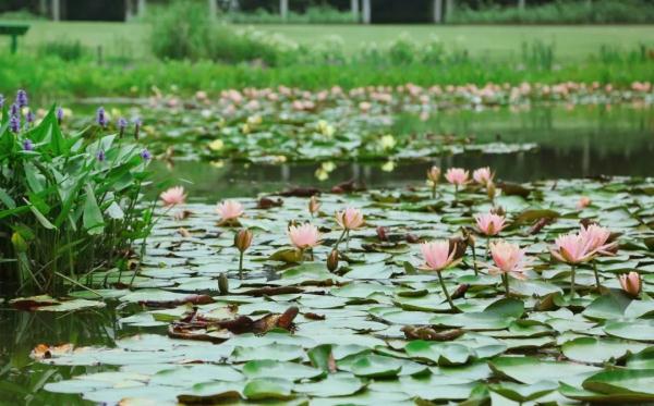 端午小长假,虽刚刚复工,但沪上这些公园已约满 端午小长假,虽刚刚复工,但沪上这些公园已约满