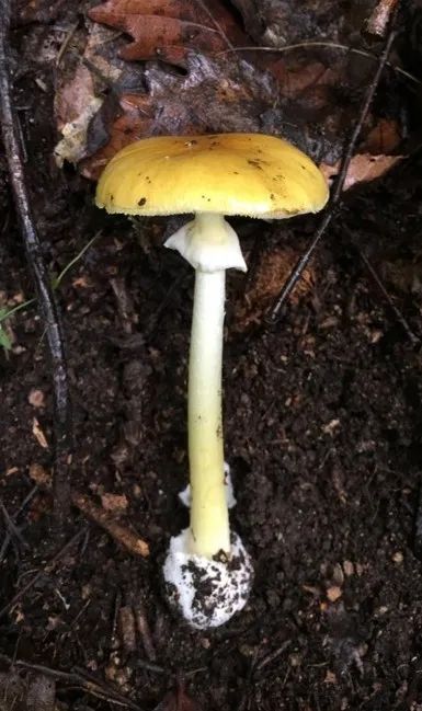 注意！云南这10个县被划为野生菌中毒高风险地区