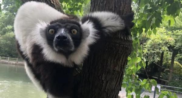 端午小长假,虽刚刚复工,但沪上这些公园已约满 端午小长假,虽刚刚复工,但沪上这些公园已约满