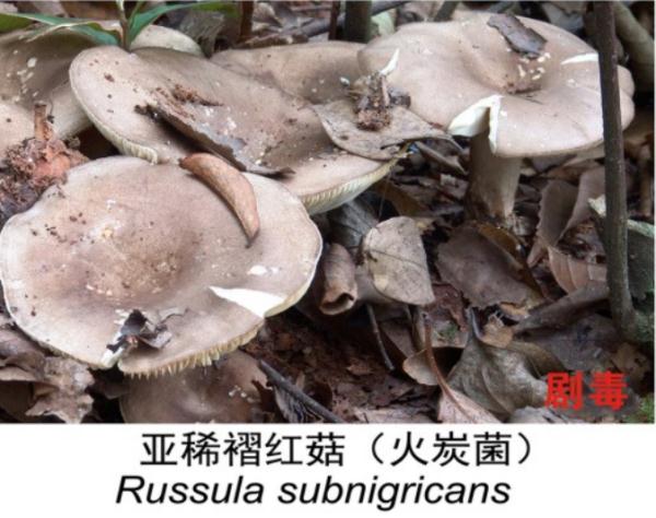 注意！云南这10个县被划为野生菌中毒高风险地区
