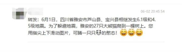 四川27只大熊猫爬上同一棵树躲地震?P得太明显 四川27只大熊猫爬上同一棵树躲地震?P得太明显