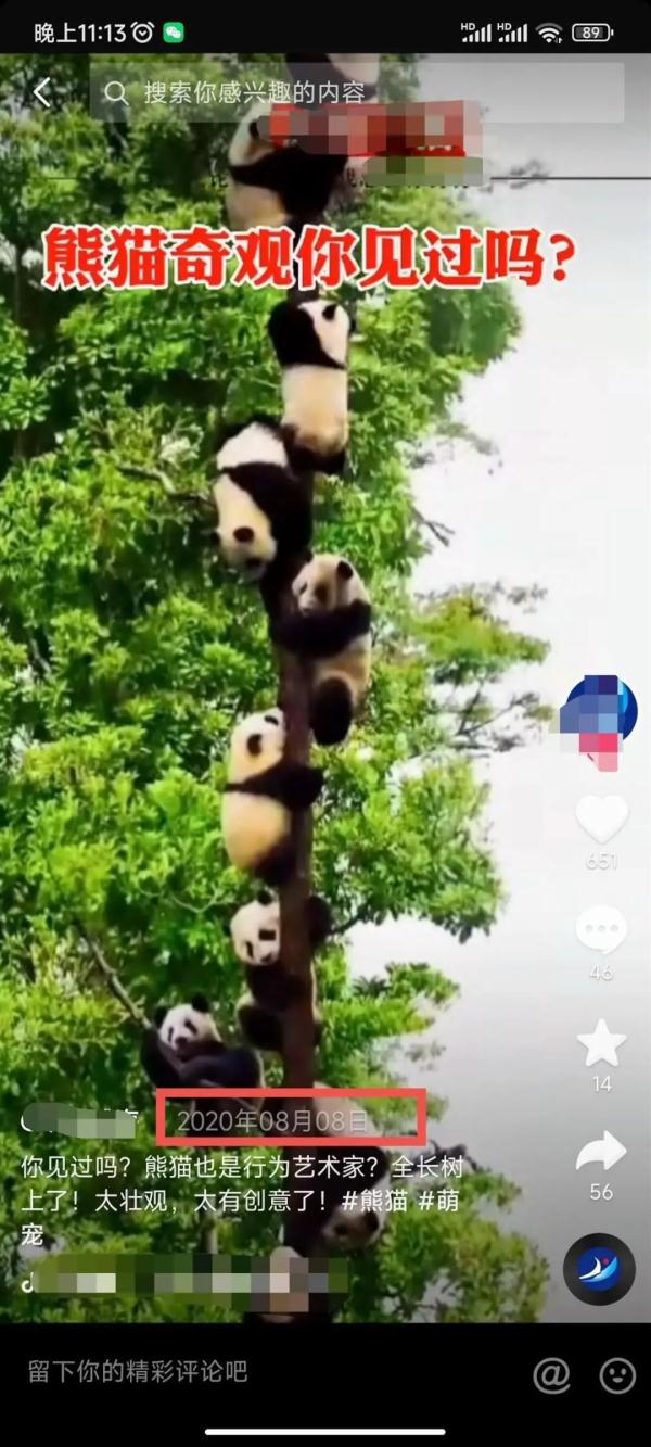 四川27只大熊猫爬上同一棵树躲地震?P得太明显 四川27只大熊猫爬上同一棵树躲地震?P得太明显