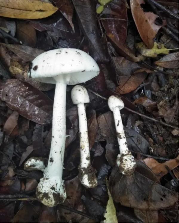 注意！云南这10个县被划为野生菌中毒高风险地区