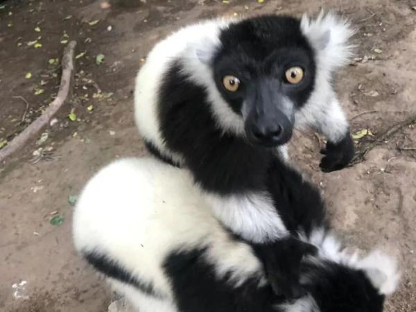 端午小长假,虽刚刚复工,但沪上这些公园已约满 端午小长假,虽刚刚复工,但沪上这些公园已约满