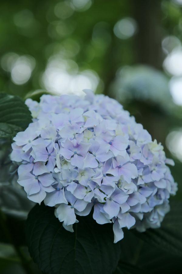 端午小长假,虽刚刚复工,但沪上这些公园已约满 端午小长假,虽刚刚复工,但沪上这些公园已约满