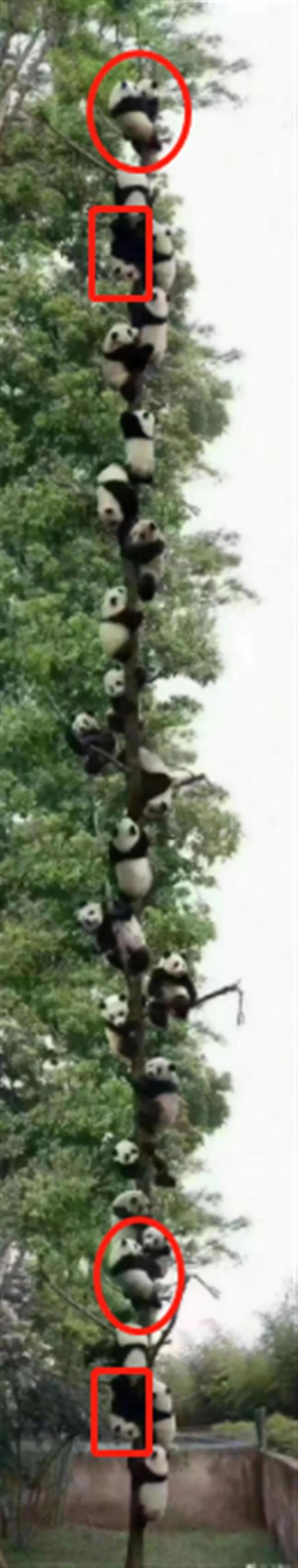 27只大熊猫爬同一棵树躲避地震？画面惊奇，但结果离谱了...