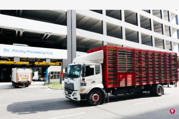 新加坡“国菜”海南鸡饭告急,原因却在邻国 新加坡“国菜”海南鸡饭告急,原因却在邻国