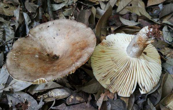 注意！云南这10个县被划为野生菌中毒高风险地区