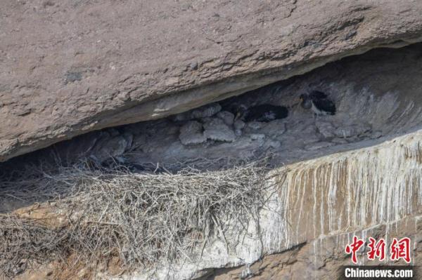 生态环境向好：“鸟中大熊猫”黑鹳在河北滦平筑巢安家