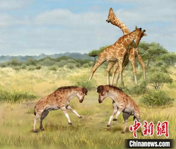 东西问 | 王世骐：长颈鹿的脖子为什么那么长？