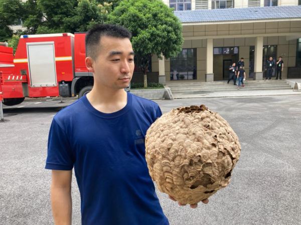 头皮发麻！长沙一楼房惊现5个巨型马蜂窝，消防紧急提醒...