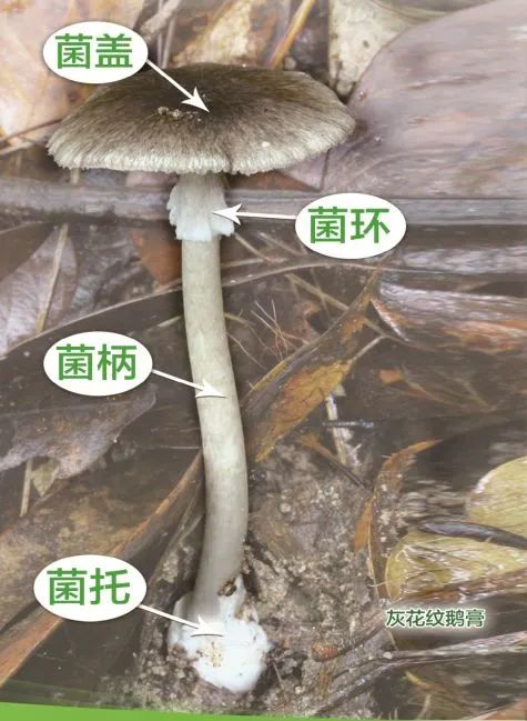 注意！云南这10个县被划为野生菌中毒高风险地区