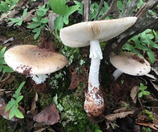 注意！云南这10个县被划为野生菌中毒高风险地区