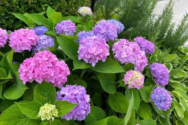 端午小长假,虽刚刚复工,但沪上这些公园已约满 端午小长假,虽刚刚复工,但沪上这些公园已约满