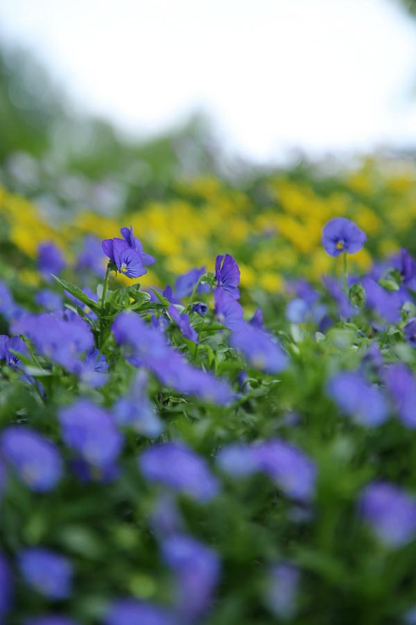 端午小长假,虽刚刚复工,但沪上这些公园已约满 端午小长假,虽刚刚复工,但沪上这些公园已约满