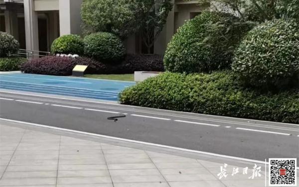 警惕！武汉多家小区有蛇出没，专家紧急提醒