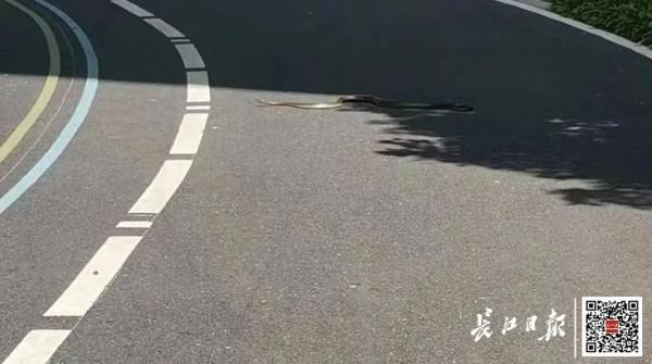 警惕！武汉多家小区有蛇出没，专家紧急提醒