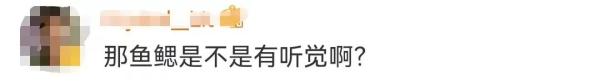 原来，鱼祖先曾经用我们的耳朵来呼吸