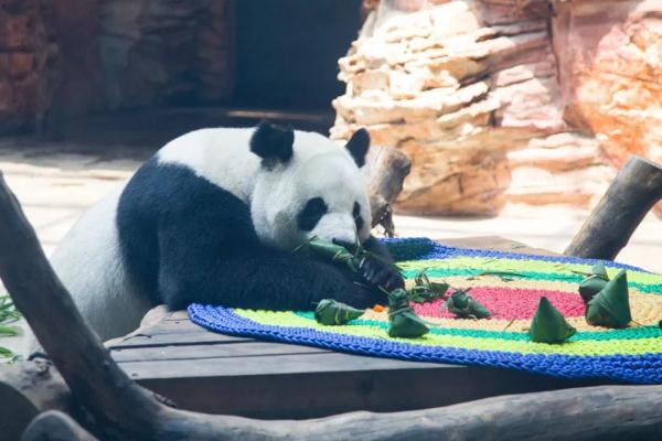 竹笋+苹果+苜蓿+大葱…石家庄动物园里“粽子”馅料很特别