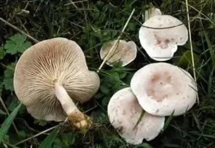 无解药！这几种“毒菇”广州最常见，千万别拿来炒菜