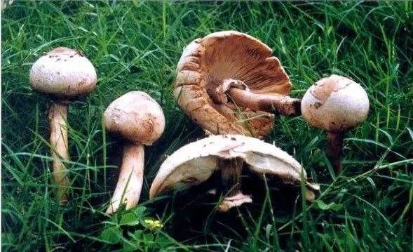 无解药！这几种“毒菇”广州最常见，千万别拿来炒菜
