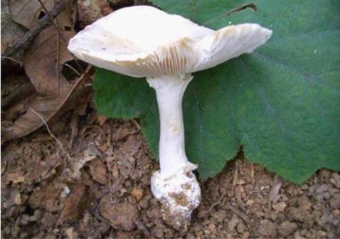 无解药！这几种“毒菇”广州最常见，千万别拿来炒菜