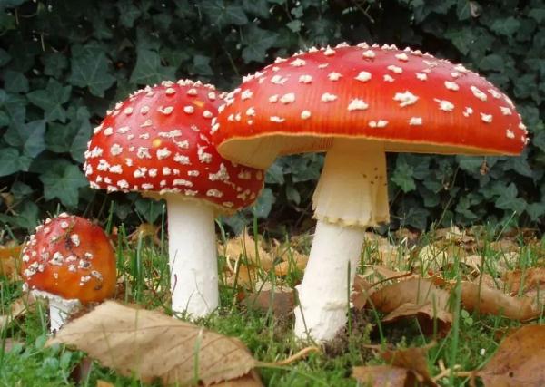 无解药！这几种“毒菇”广州最常见，千万别拿来炒菜