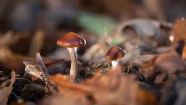 无解药！这几种“毒菇”广州最常见，千万别拿来炒菜