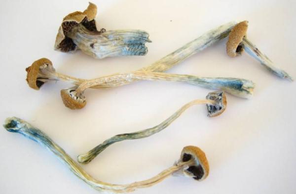 无解药！这几种“毒菇”广州最常见，千万别拿来炒菜